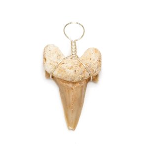 Fossilized Shark Tooth Necklace