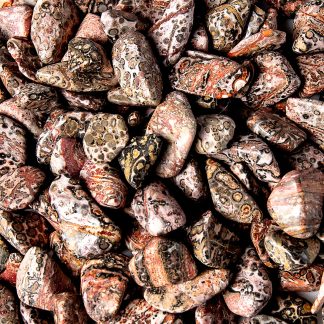 Medium Tumbled Leopard Skin Jasper