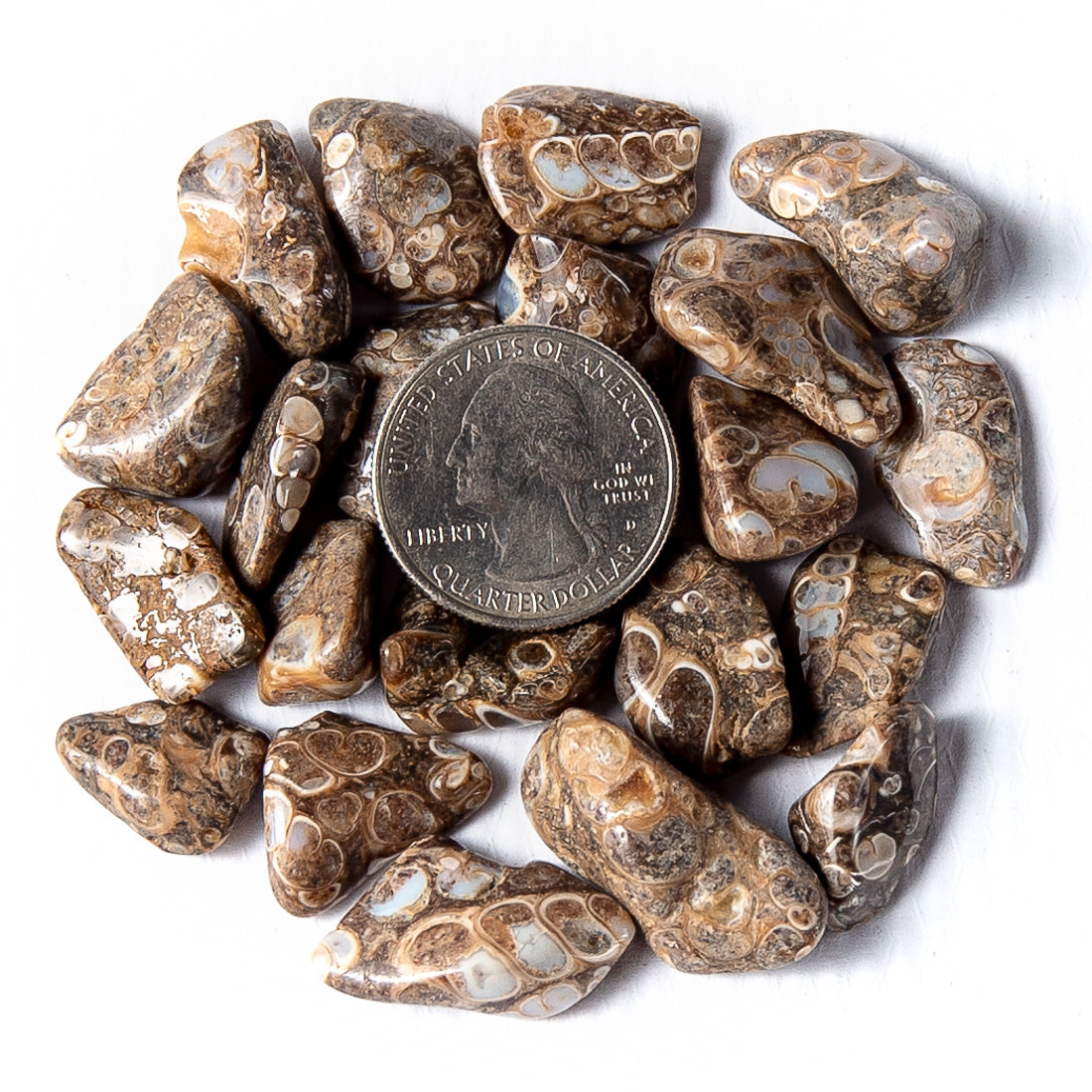 Small Tumbled Turritella Agate