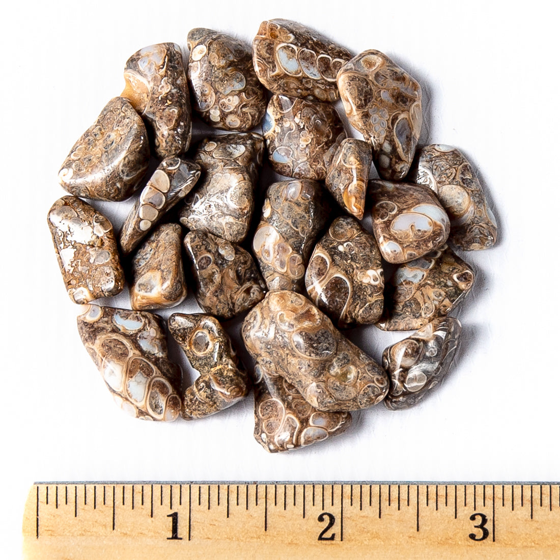 Small Tumbled Turritella Agate