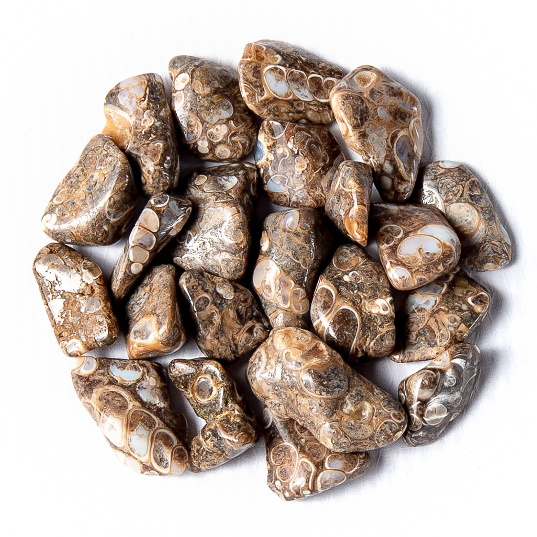 Small Tumbled Turritella Agate